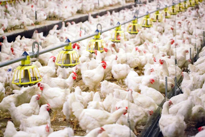 Large-scale poultry farm with white chickens and yellow overhead feeding systems in an industrial agricultural facility.