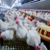 Industrial poultry farm with hundreds of white chickens with pink markings in climate-controlled facility