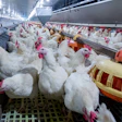 Industrial poultry farm with hundreds of white chickens with pink markings in climate-controlled facility