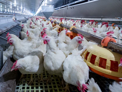 Industrial poultry farm with hundreds of white chickens with pink markings in climate-controlled facility