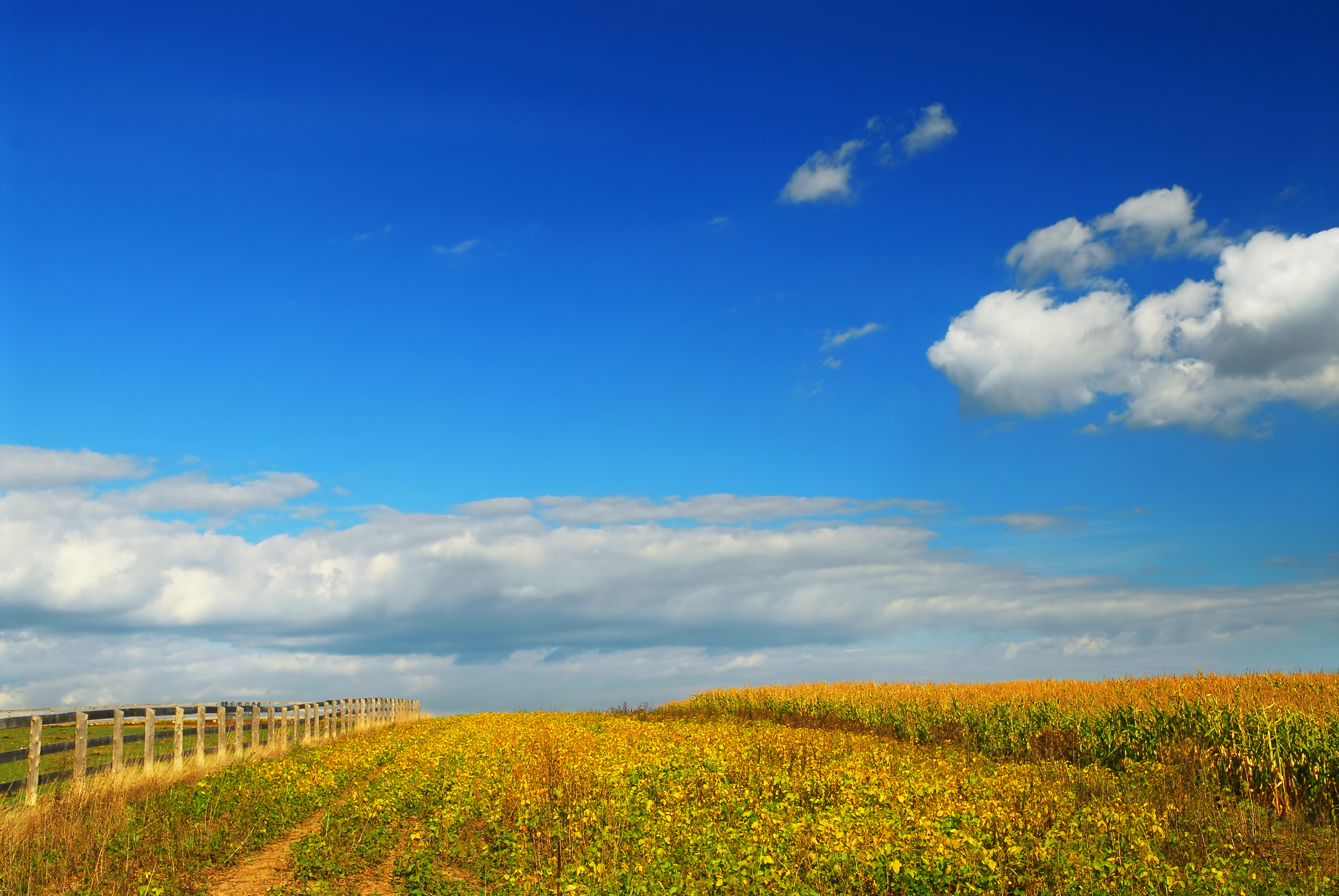 Wooden fence alongside a golden wildflower field under a bright blue sky with white clouds