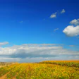 Wooden fence alongside a golden wildflower field under a bright blue sky with white clouds