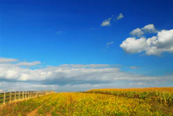 Wooden fence alongside a golden wildflower field under a bright blue sky with white clouds