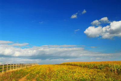 Wooden fence alongside a golden wildflower field under a bright blue sky with white clouds