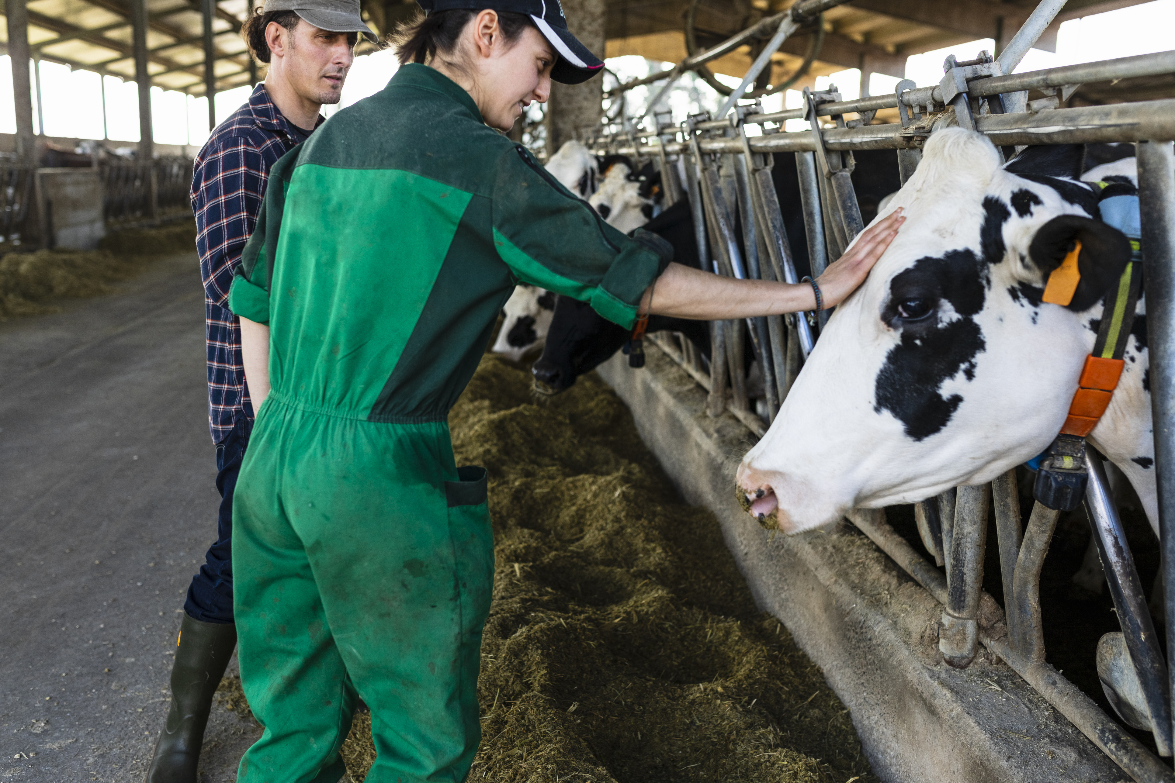 Two farmers inspecting a black and white dairy cow in a barn, with hay and farm equipment visible in the background.