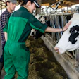 Two farmers inspecting a black and white dairy cow in a barn, with hay and farm equipment visible in the background.