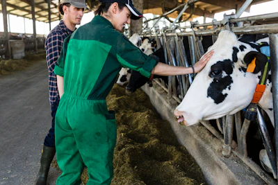 Two farmers inspecting a black and white dairy cow in a barn, with hay and farm equipment visible in the background.