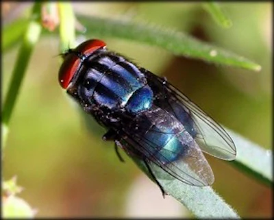 Metallic blue and black fly perched on green plant stem in natural setting