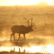 Silhouetted elk wading through shallow water at sunset with golden atmospheric haze