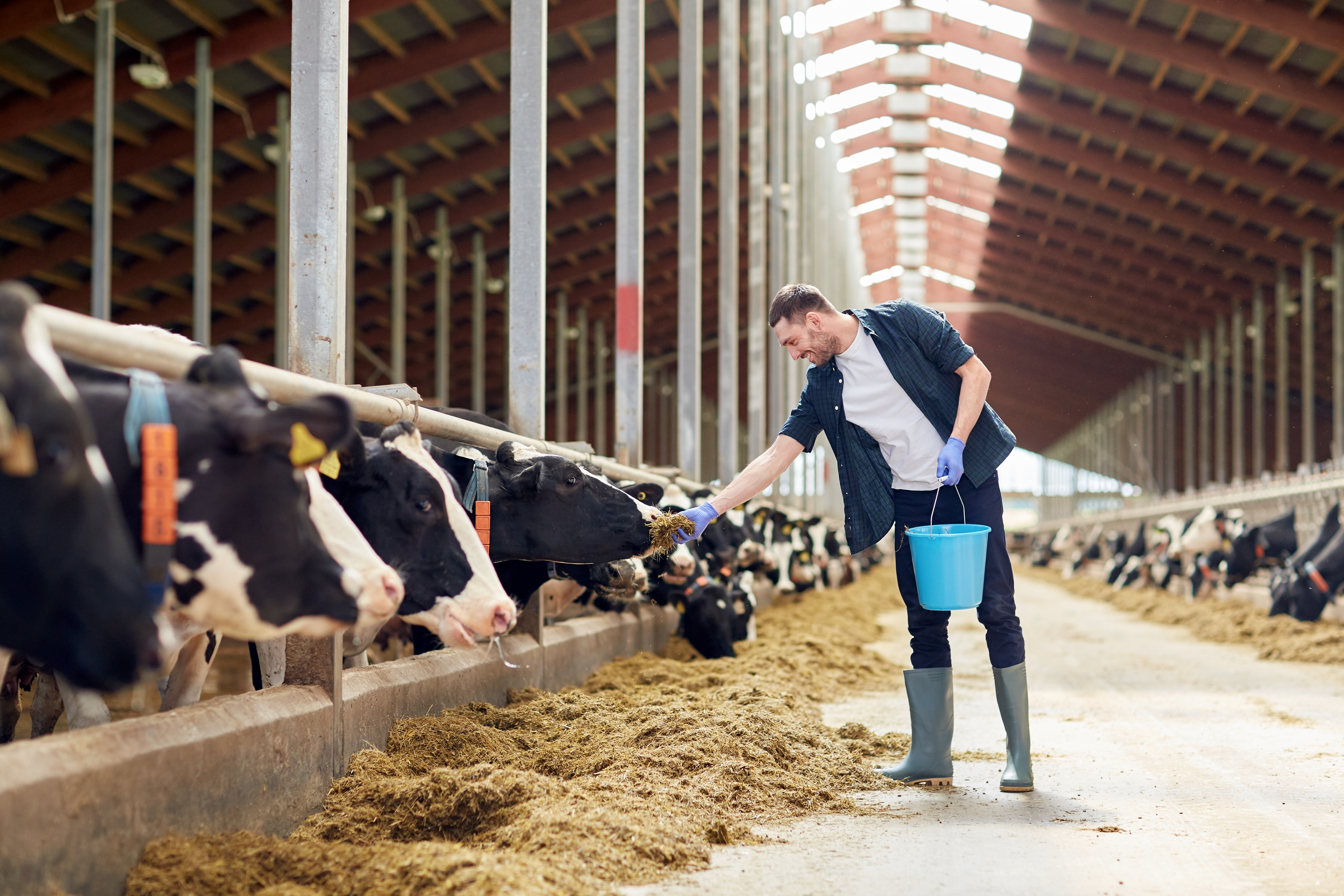 Farmer feeding black and white dairy cattle in a modern barn with metal framework and hay