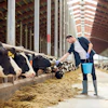 Farmer feeding black and white dairy cattle in a modern barn with metal framework and hay