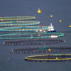 Aerial view of multiple fish farm aquaculture pens with service vessel and yellow buoys in blue water