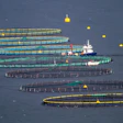 Aerial view of multiple fish farm aquaculture pens with service vessel and yellow buoys in blue water