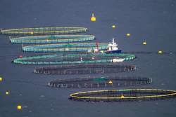 Aerial view of multiple fish farm aquaculture pens with service vessel and yellow buoys in blue water