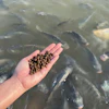 Hand holding brown fish pellets over water with multiple fish swimming below