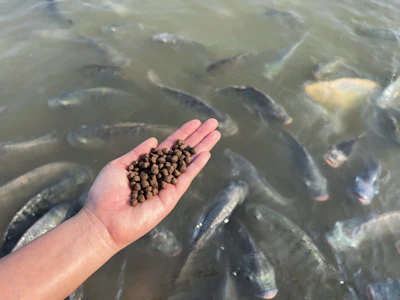 Hand holding brown fish pellets over water with multiple fish swimming below