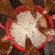 Brown and speckled chickens eating dry feed from a red bowl on dark ground