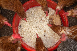 Brown and speckled chickens eating dry feed from a red bowl on dark ground