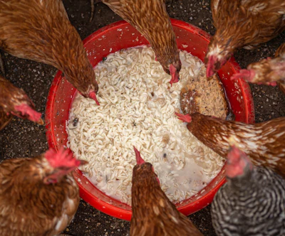 Brown and speckled chickens eating dry feed from a red bowl on dark ground