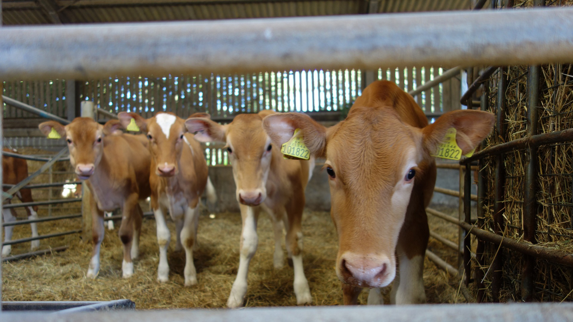Brown and white dairy goats standing in a barn with hay and metal fencing