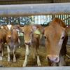 Brown and white dairy goats standing in a barn with hay and metal fencing