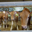Brown and white dairy goats standing in a barn with hay and metal fencing