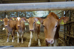 Brown and white dairy goats standing in a barn with hay and metal fencing
