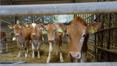 Brown and white dairy goats standing in a barn with hay and metal fencing