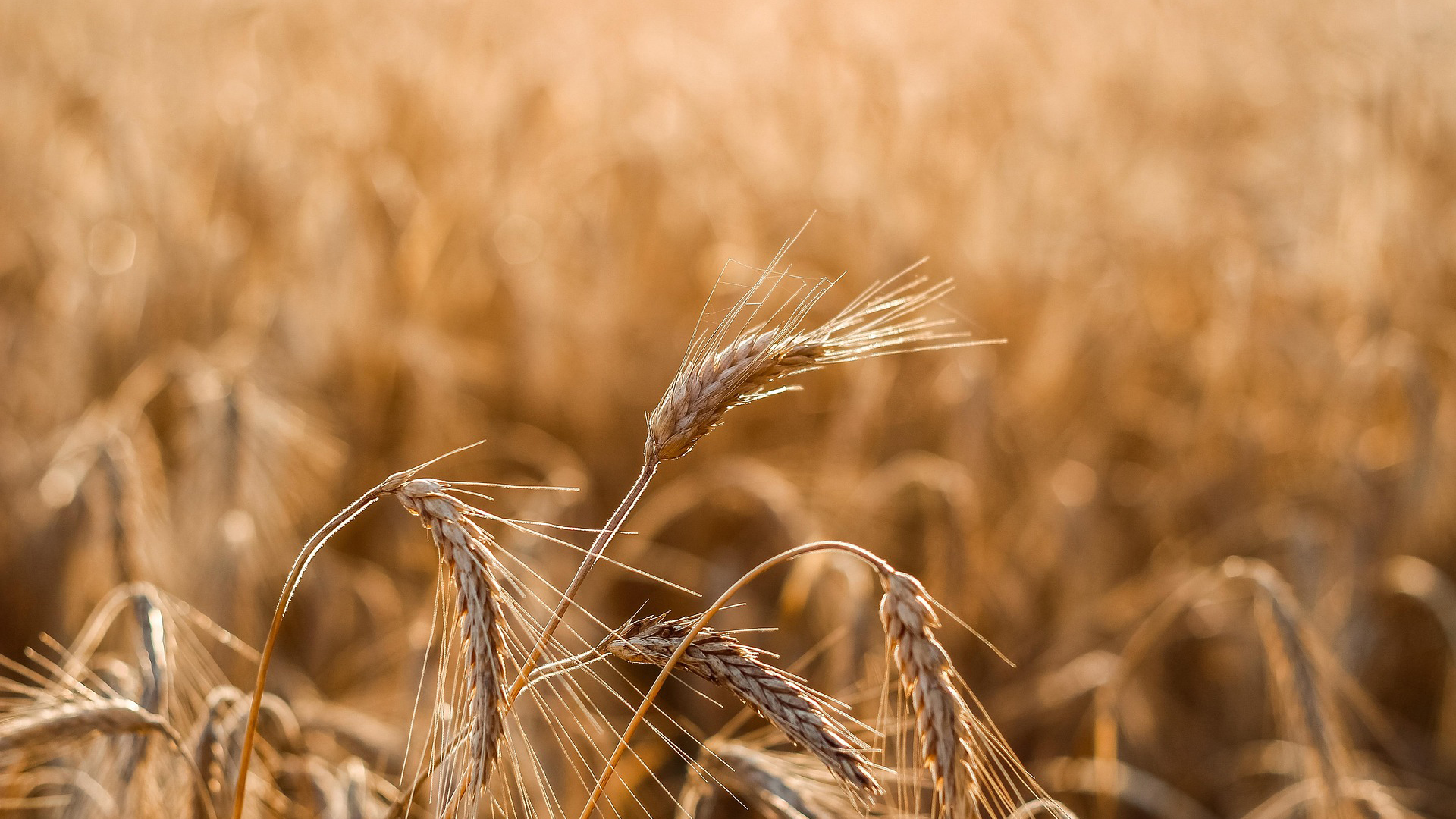 Close-up of golden wheat heads with delicate awns in a mature grain field