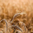 Close-up of golden wheat heads with delicate awns in a mature grain field