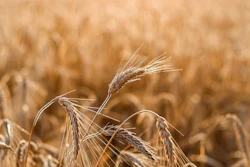 Close-up of golden wheat heads with delicate awns in a mature grain field