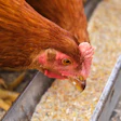 Brown hen pecking at grain in farmyard setting with yellow feet visible
