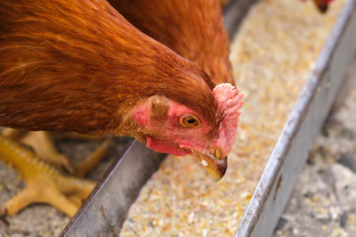 Brown hen pecking at grain in farmyard setting with yellow feet visible