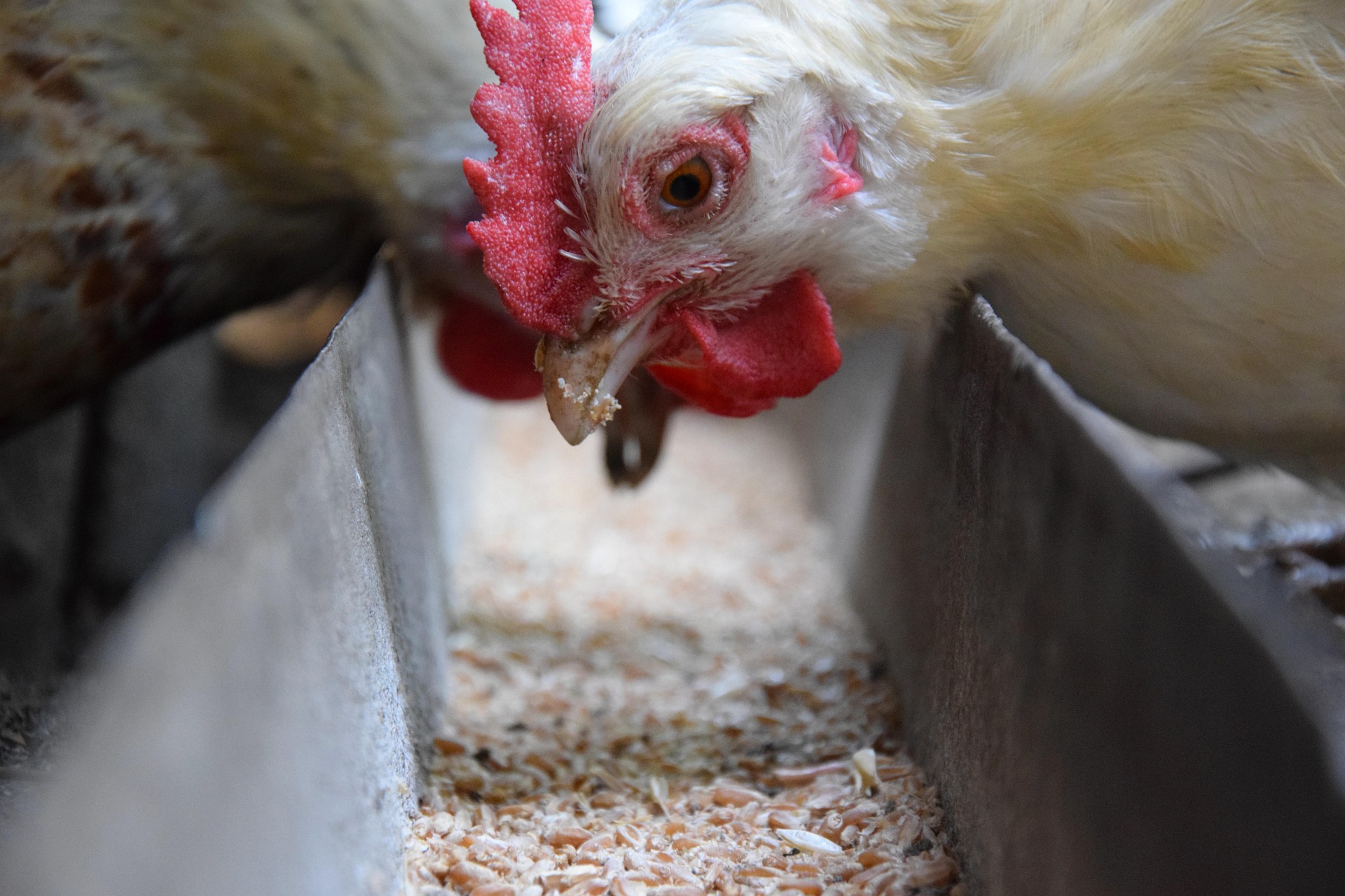 White chicken with red comb eating from a trough in a farm enclosure