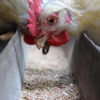 White chicken with red comb eating from a trough in a farm enclosure
