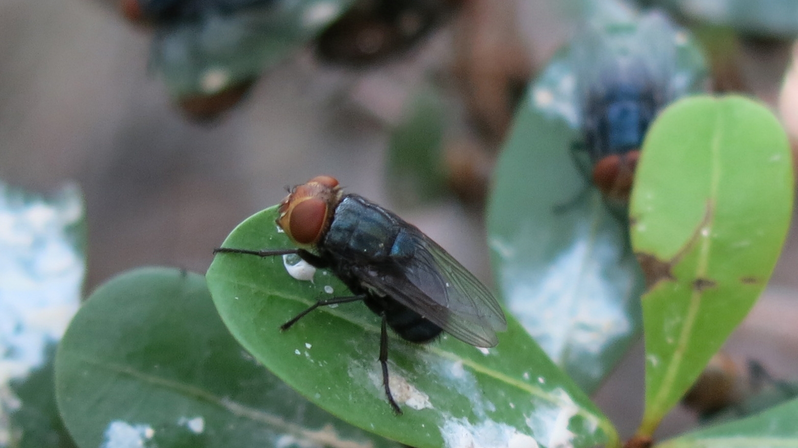 Fly with reddish-brown head and dark wings resting on a green leaf with water droplets