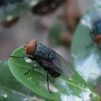 Fly with reddish-brown head and dark wings resting on a green leaf with water droplets