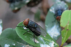 Fly with reddish-brown head and dark wings resting on a green leaf with water droplets