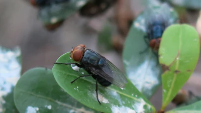 Fly with reddish-brown head and dark wings resting on a green leaf with water droplets