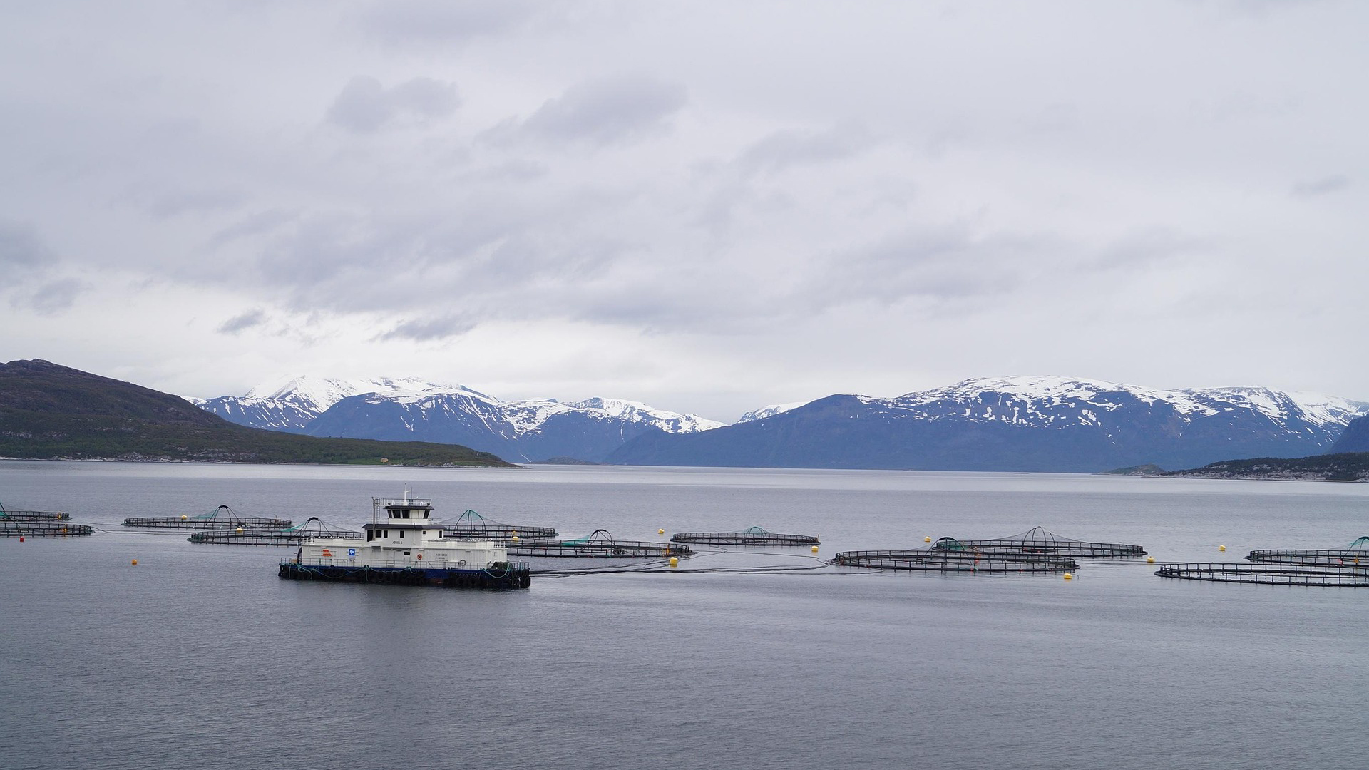 Aquaculture vessel operating among fish farm pens with snow-capped mountains in the background