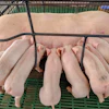 Nursing sow with litter of piglets in farrowing crate on green slotted flooring