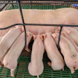 Nursing sow with litter of piglets in farrowing crate on green slotted flooring