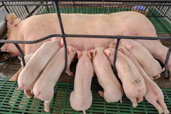 Nursing sow with litter of piglets in farrowing crate on green slotted flooring