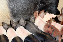 Piglets nursing from mother pig during feeding time on farm