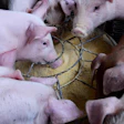 Multiple piglets feeding together from a wooden trough on a farm