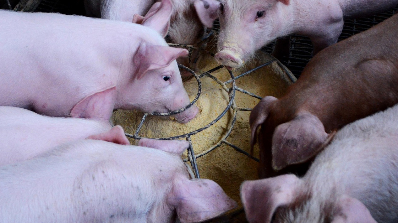 Piglets feeding from a trough with caretaker hands guiding them during feeding time on a farm