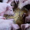 Piglets feeding from a trough with caretaker hands guiding them during feeding time on a farm