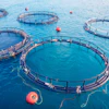 Aerial view of circular fish farming pens with red buoys floating in clear blue ocean water