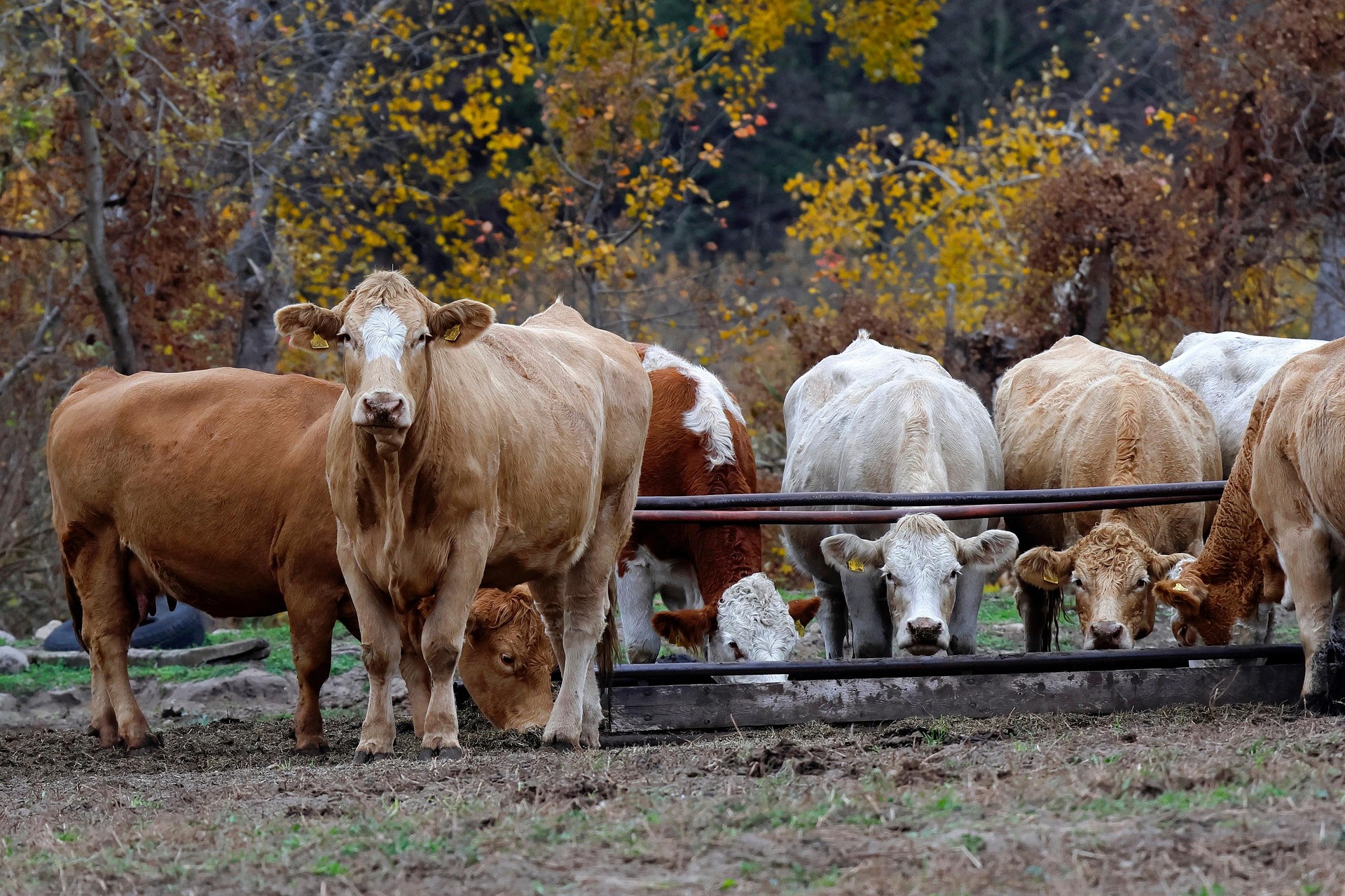 Herd of cattle eating from a metal trough with autumn foliage in background