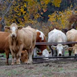 Herd of cattle eating from a metal trough with autumn foliage in background